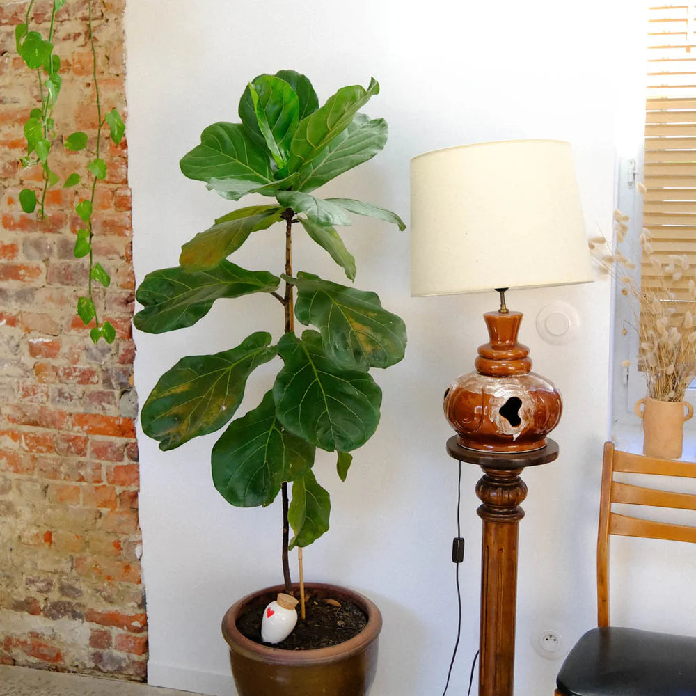 Olla Coeur - PEPIN