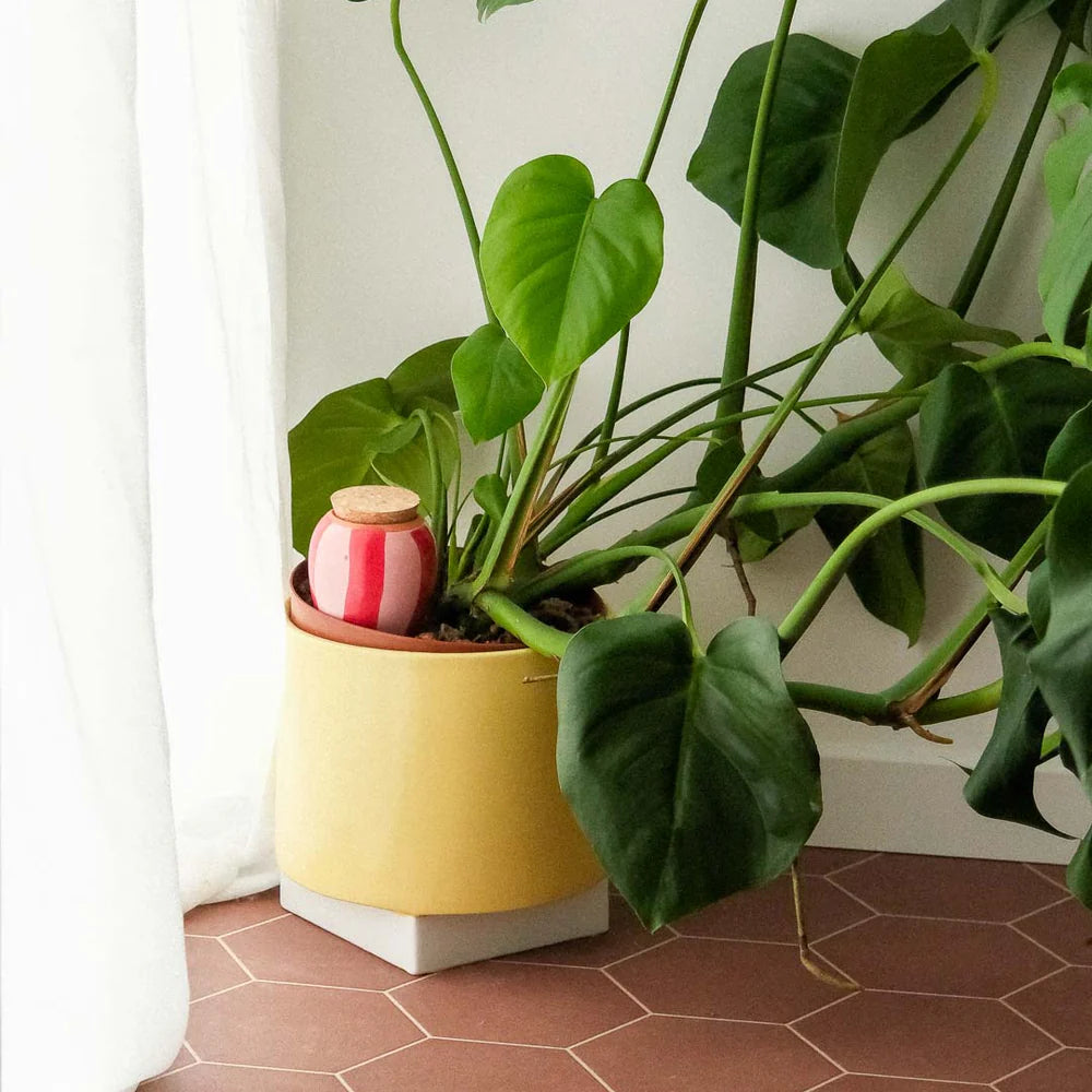 Olla rayé rose et rouge - PEPIN